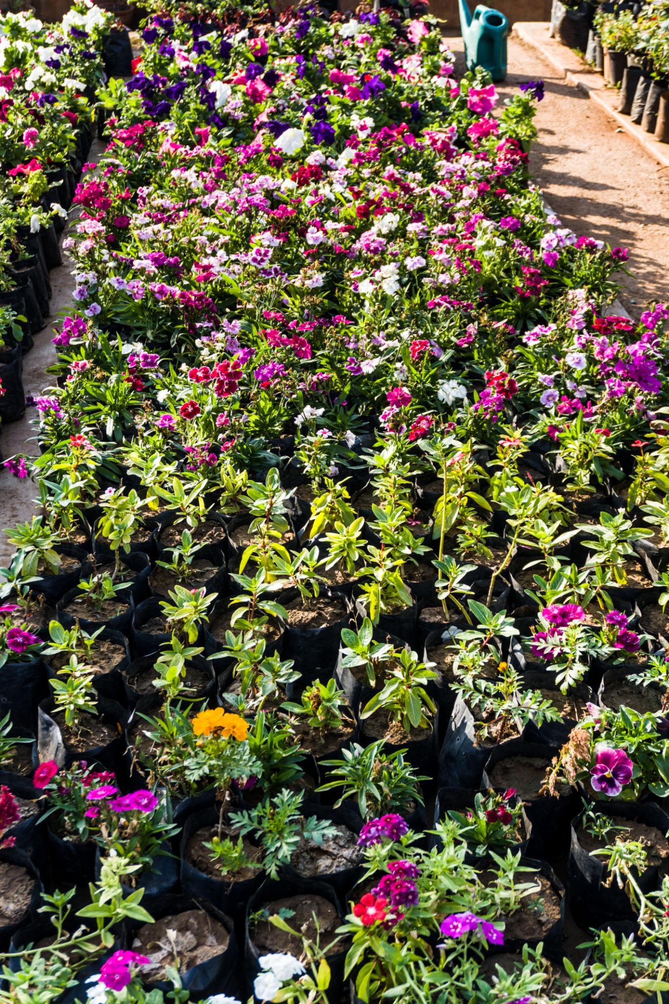 Flowering Plants