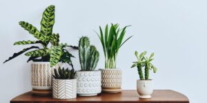 Indoor Plants