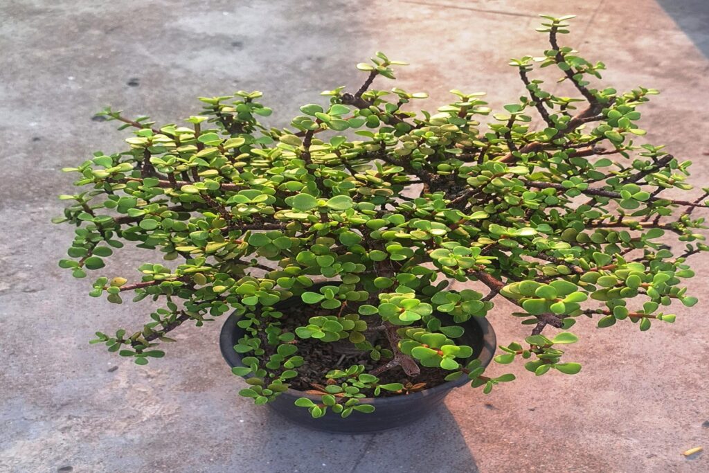 Jade Plant for sale