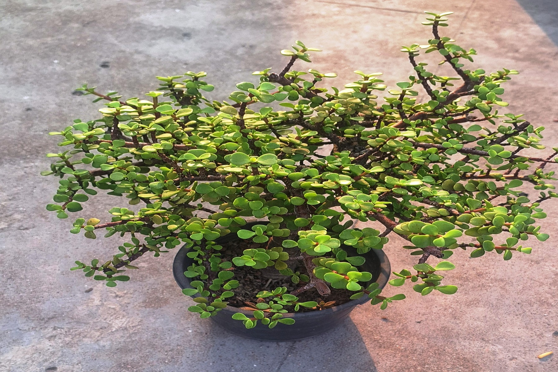 Jade Plant for sale