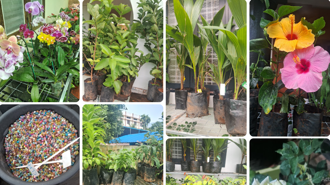 Thodiyil Nursery